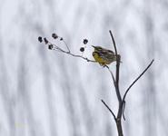 Meadowlark 0759